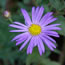 Aster frikartii Monch